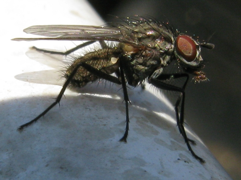 Anthomyiidae e Coenosia sp. (Muscidae).Helina evecta ?